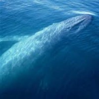 /album/la-ballena-azul/images-9-jpg/